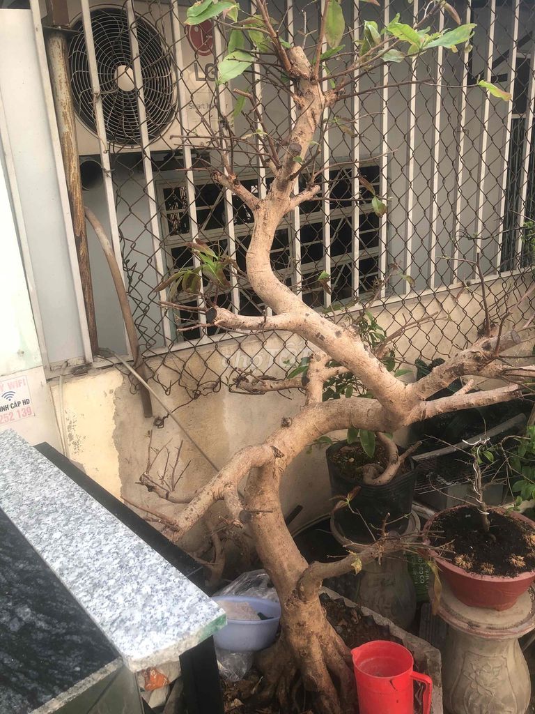 Cây cảnh Mai dáng Long hoành 40. Mua bán Cây cảnh, đồ trang trí tại Quận Bình Tân Tp Hồ Chí Minh được đăng bởi viet my hình 1