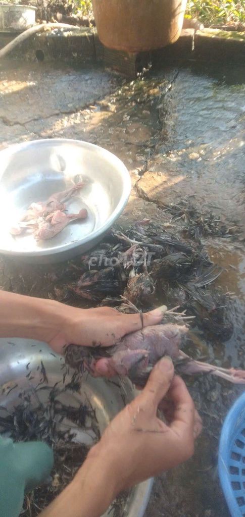 Chim cút  sống làm thịt. Mua bán Đồ ăn, thực phẩm và các loại khác tại Thành phố Sóc Trăng Sóc Trăng được đăng bởi nhóc nhỏ hình 1