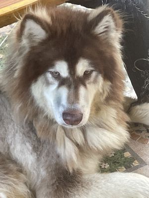 bán chó alaska đực thương lượng
