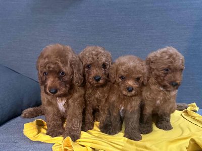 Poodle nâu đỏ sang xịn mịn