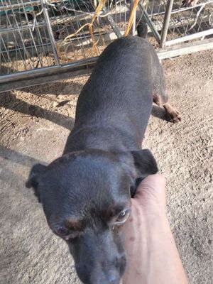 Em cho cái như hình. Mua bán Chó tại Huyện Gia Lâm Hà Nội được đăng bởi Tho thang