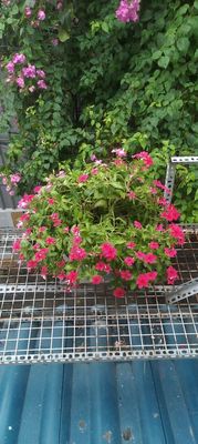 Nhà xin có số quận. Mua bán nhà ở tại Thành phố Thủ Đức Tp Hồ Chí Minh được đăng bởi HIỀN HIỀN