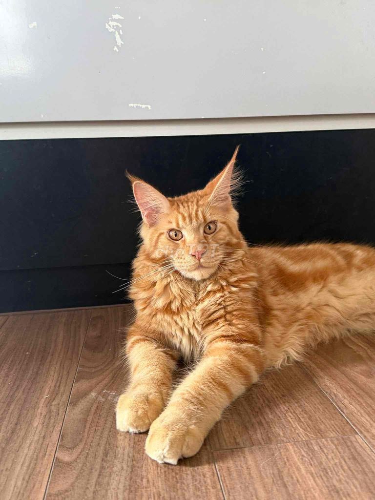 Mèo Maine Coon đực 5 tháng màu cam. Mua bán Mèo tại Quận 12 Tp Hồ Chí Minh được đăng bởi Nhà Toàn Mèo hình 1