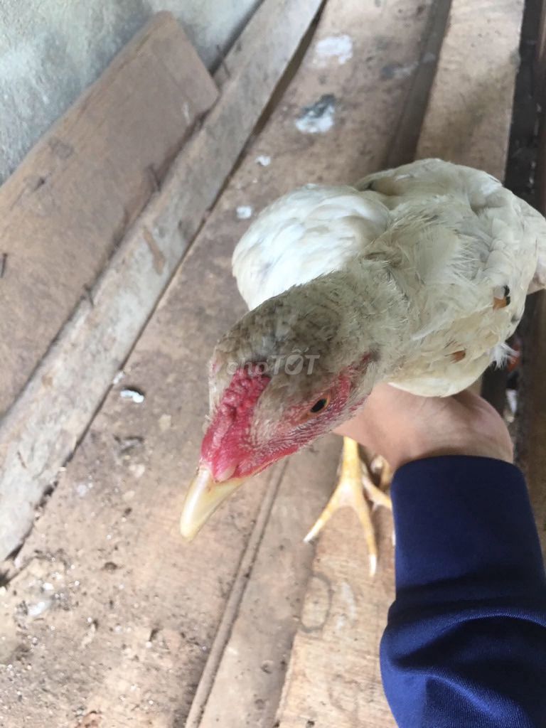 Gà tre trống màu Trắng bán hoặc giao lưu. Mua bán Gà tại Thành phố Buôn Ma Thuột Đắk Lắk được đăng bởi Khánh Ênuôl hình 1