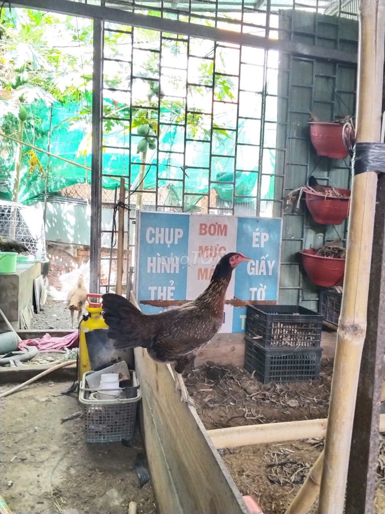 Gà mái Mỹ . Mua bán Gà tại Huyện Thới Lai Cần Thơ được đăng bởi CAO TUAN hình 1