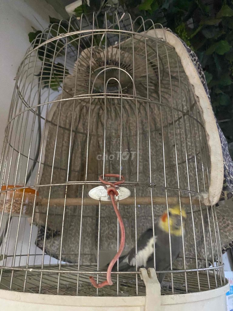 Chim Vẹt Cockatiel. Mua bán Chim tại Quận Tân Phú Tp Hồ Chí Minh được đăng bởi hường hình 1