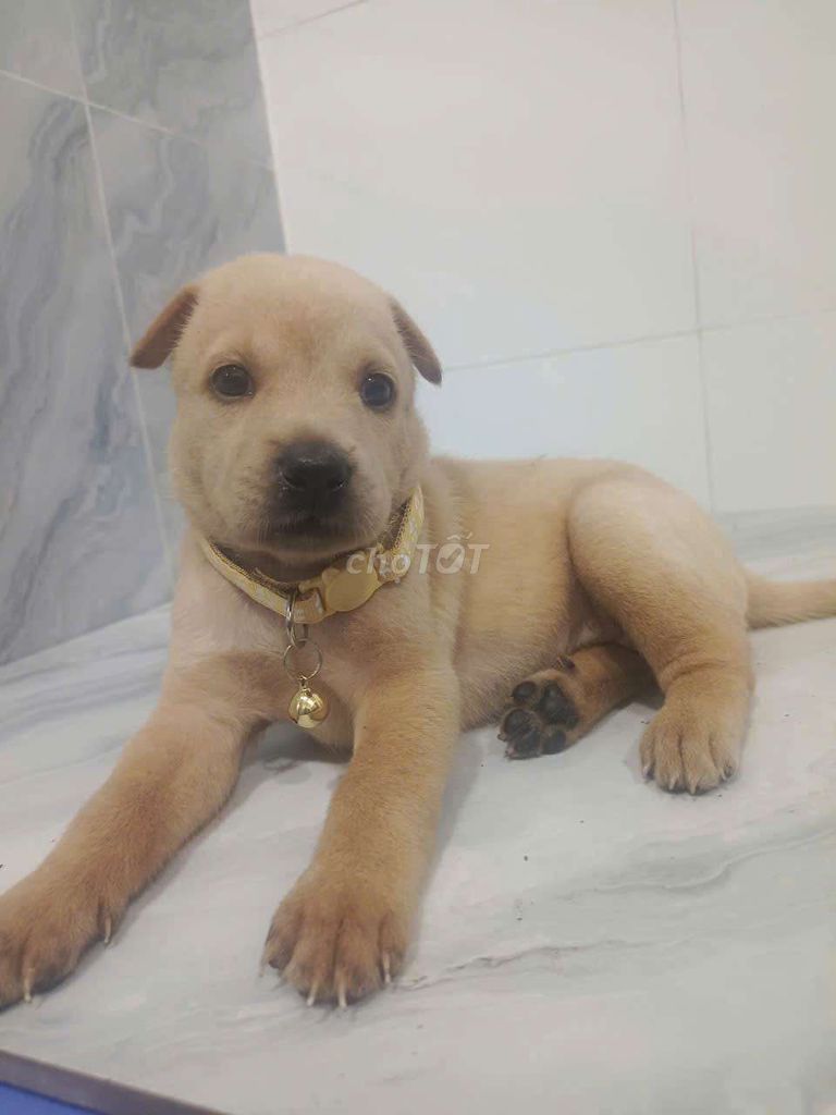 Chó Labrador F1 Vàng kem tròn ú rất đáng yêu . Mua bán Chó tại Quận 6 Tp Hồ Chí Minh được đăng bởi Tăng Chí Lương  hình 1