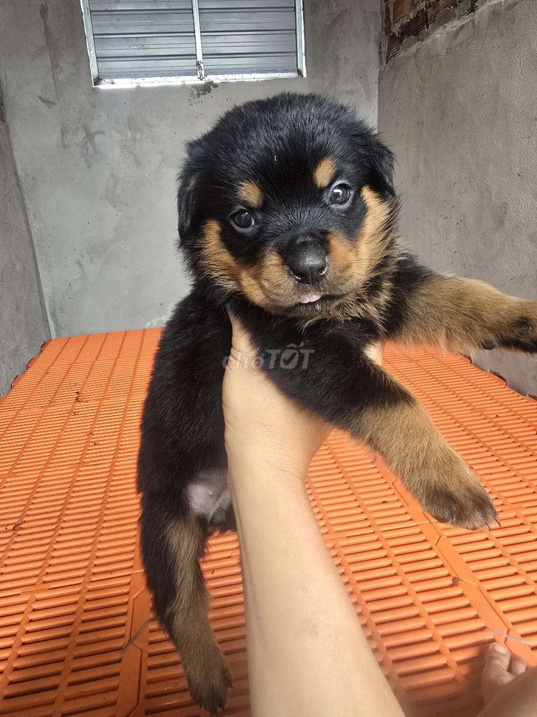 Rottweiler 2 tháng tuổi. Mua bán Chó tại Huyện Tuy Phước Bình Định được đăng bởi Trại Chó ND Trạm 10  Tuy Phước Bình Định hình 3