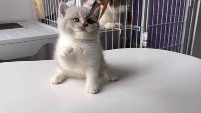 Cái Bililac 3 tháng tuổi