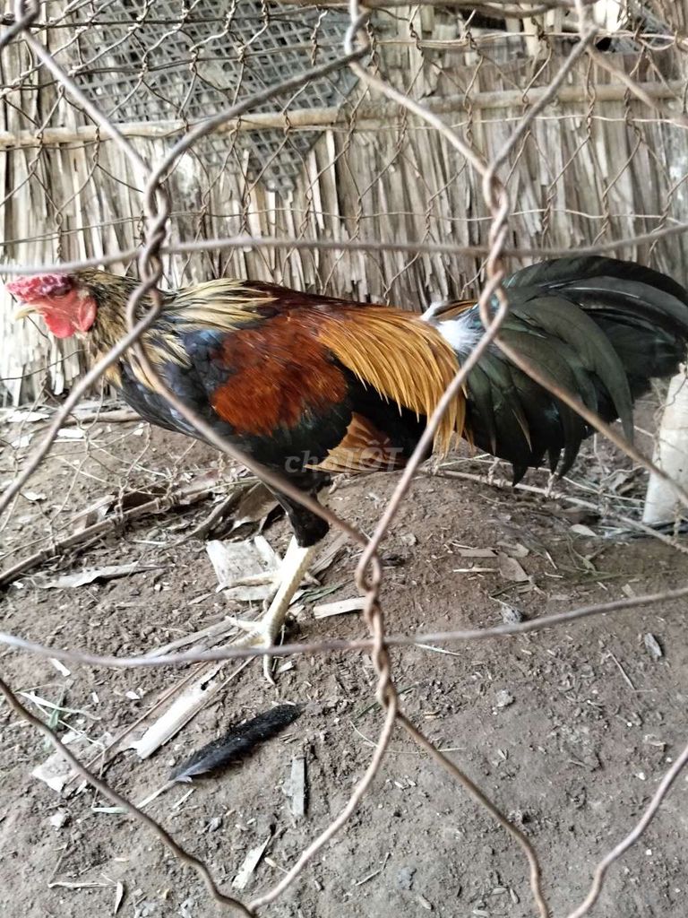 Gà trống 8 tháng Đa sắc Đực. Mua bán Gà tại Huyện Trà Cú Trà Vinh được đăng bởi Tài Trà Cú hình 1