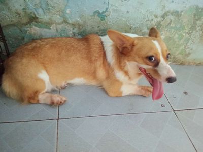 Tìm nhà mới. Mua bán Chó tại Quận Liên Chiểu Đà Nẵng được đăng bởi Vo thi kim anh