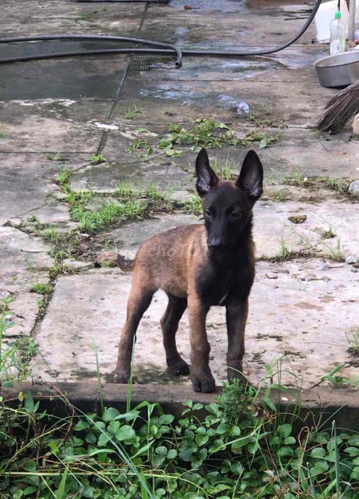Chó Malinois Nâu đen. Mua bán Chó tại Thành phố Bến Tre Bến Tre được đăng bởi bm hình 1