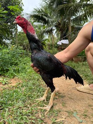 Ô chân trắng, chân vuông, vảy rồng. Mua bán Gà tại Thành phố Qui Nhơn Bình Định được đăng bởi Trại gà đòn