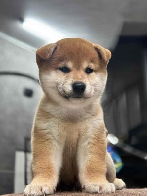 chó shiba inu