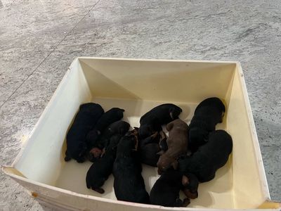 6 Chó Phốc Hươu Thuần Chủng(Lhe:***)