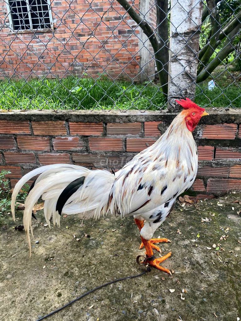 3kg2. Mua bán Gà tại Huyện Châu Thành Bến Tre được đăng bởi Hoang Nguyen hình 1