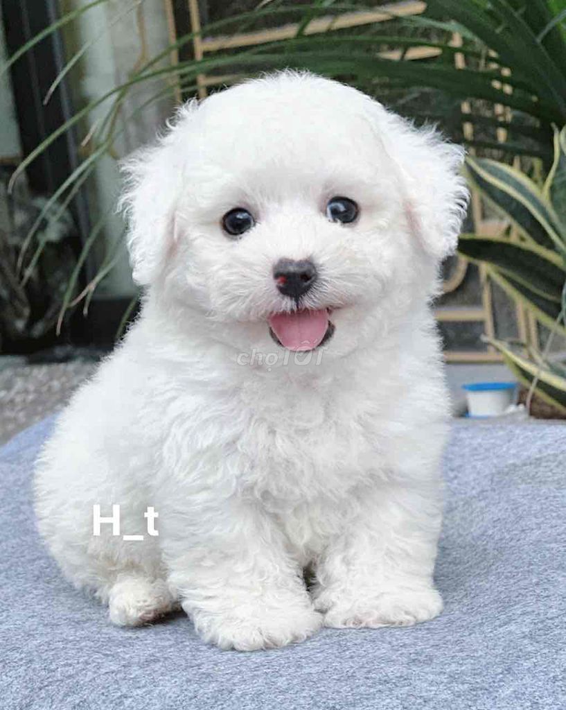 poodle xinh🥰. Mua bán Chó tại Quận Bình Tân Tp Hồ Chí Minh được đăng bởi huỳnh thật  hình 3