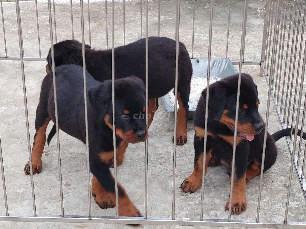 Xuất Chuồng Rottweiler