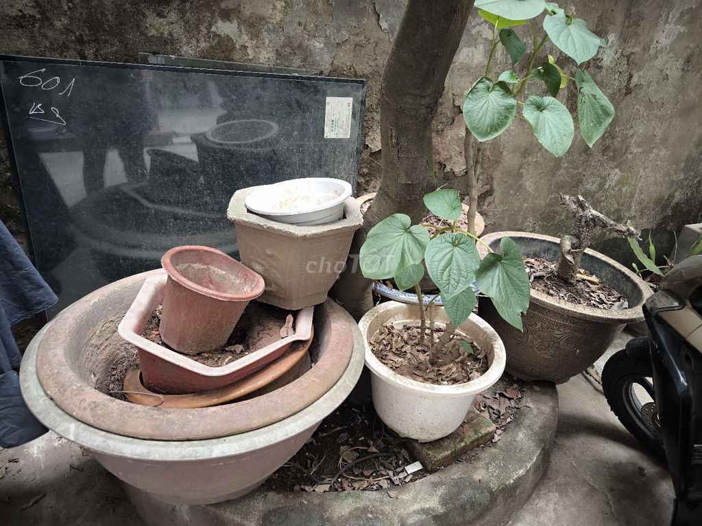 Chậu trồng cây Gốm Nhựa nhiều màu. Mua bán Cây cảnh, đồ trang trí tại Quận Đống Đa Hà Nội được đăng bởi Linh hình 1