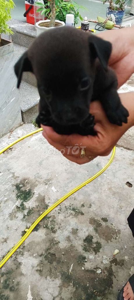 Chó Poodle 1 tháng Đen, Nâu, Nâu đỏ. Mua bán Chó tại Quận Cẩm Lệ Đà Nẵng được đăng bởi Triết hình 1