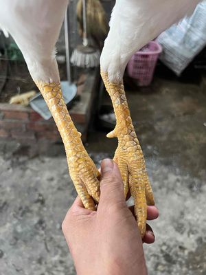 gà tơ. Mua bán Gà tại Thành phố Bến Tre Bến Tre được đăng bởi Cám Chim Huy Bảo