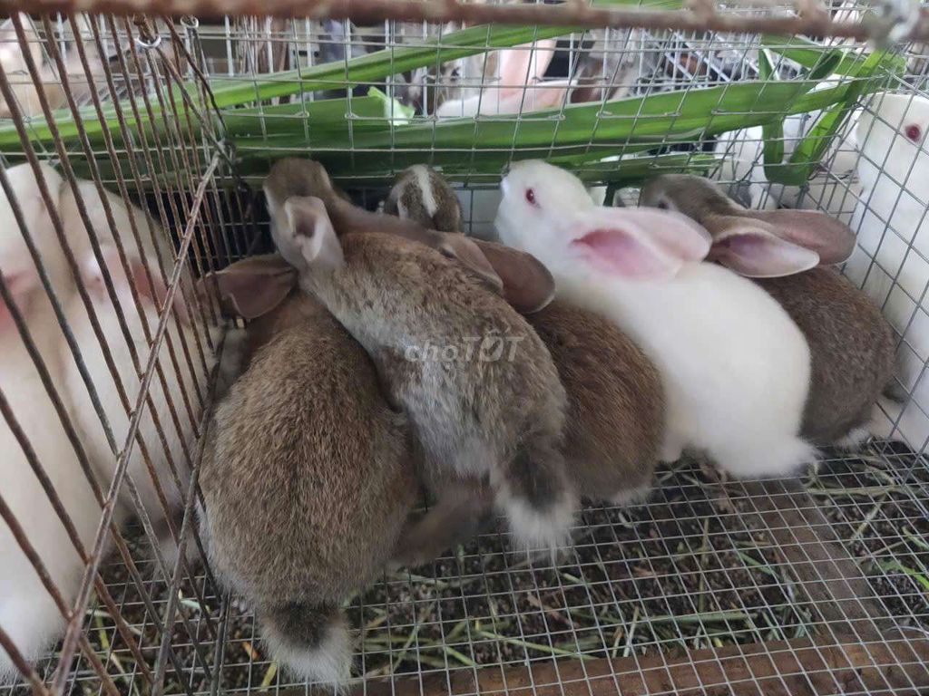 Thỏ con nhiều màu khỏe mạnh. Mua bán Thú cưng khác tại Huyện Châu Đức Bà Rịa - Vũng Tàu được đăng bởi a ngôn hình 1