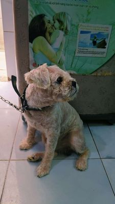 Chó Poodle lai Bắc Kinh Trắng kem