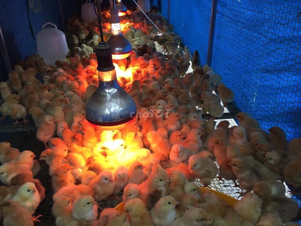 Gà giống các loại