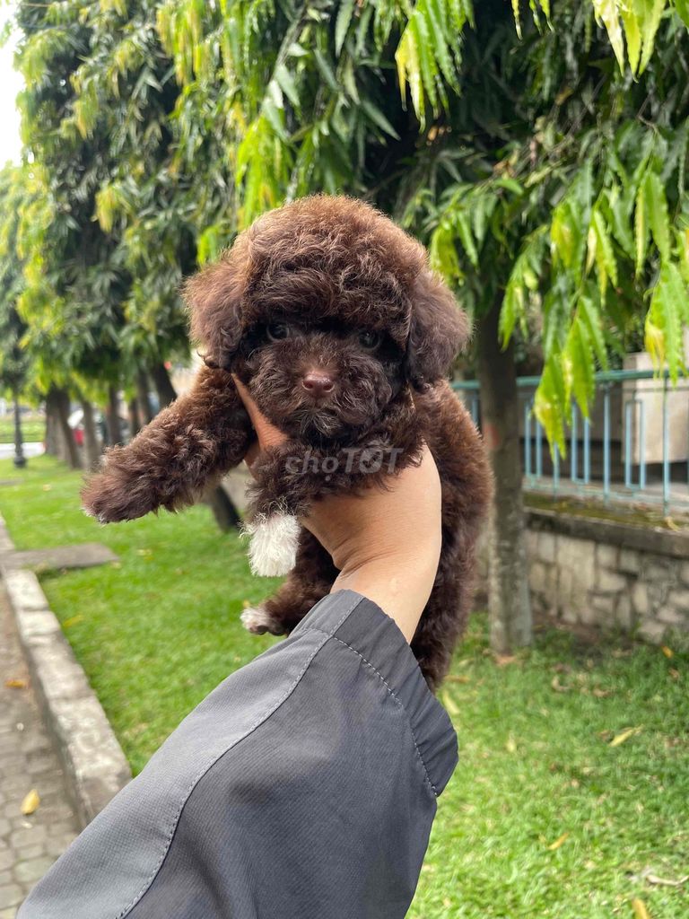 poodle cái socola yếm trắng