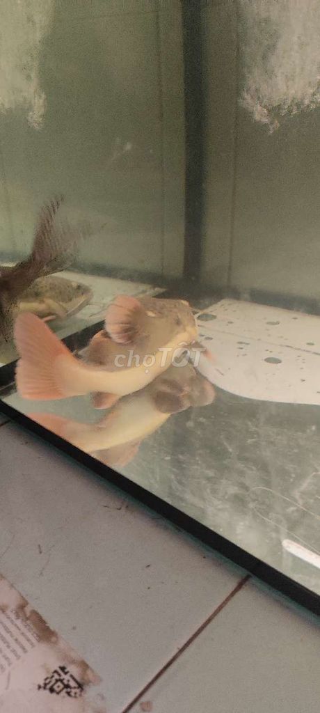Cá cảnh Hồng vỹ 25cm màu Hồng. Mua bán Thú cưng khác tại Quận 12 Tp Hồ Chí Minh được đăng bởi Thịnh phạm hình 1