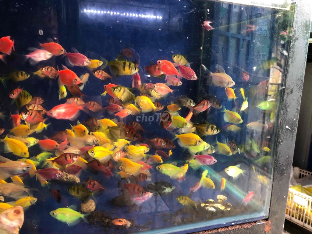 Cá Cánh Buồm Dạ Quang đủ màu-100 con cá đẹp