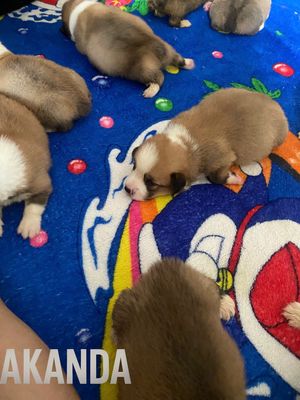 Nhận Cọc Đàn Bé Corgi 20 ngày tủi. Mua bán Chó tại Quận 12 Tp Hồ Chí Minh được đăng bởi Thú Cưng Việt