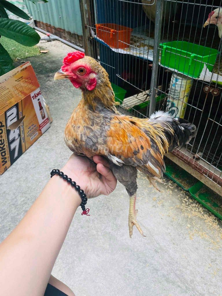 gà tre bắc giá rẻ quận tân phú hcm. Mua bán Gà tại Quận Tân Phú Tp Hồ Chí Minh được đăng bởi trang nguyen hình 6