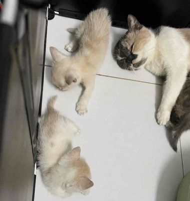 Mèo Anh lông ngắn Trắng vàng