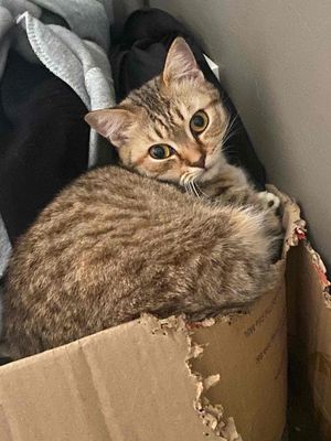 Mèo Munchkin Nâu cần tìm chủ