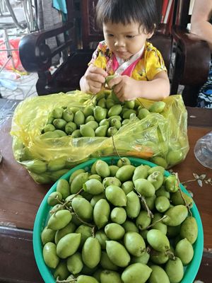 Cà na tươi &cà na đập dập. Mua bán Đồ ăn, thực phẩm và các loại khác tại Huyện Châu Thành Sóc Trăng được đăng bởi NHAKINHDOANH