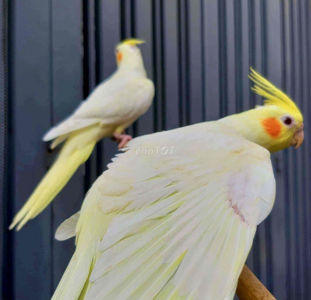 Vẹt Cockatiel Vàng Hót siêu ngoan hiền. Mua bán Chim tại Quận Gò Vấp Tp Hồ Chí Minh được đăng bởi Đỗ Ngọc Tú hình 1