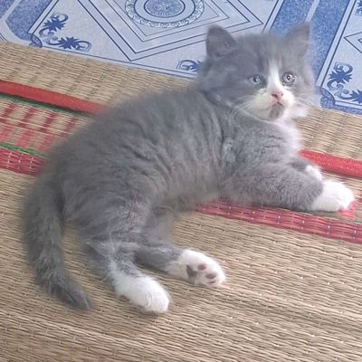 Mèo Anh lông dài xám trắng 2 tháng
