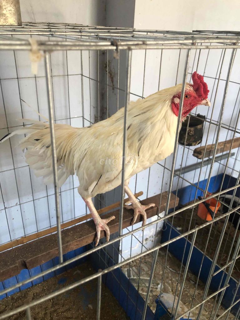 Gà Trắng Đực 2.6kg. Mua bán Gà tại Huyện Châu Thành Sóc Trăng được đăng bởi Tăng Thiện Tín hình 1