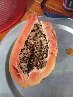 Đu đủ hạt giống cây giống quả chín xanh. Mua bán Đồ ăn, thực phẩm và các loại khác tại Huyện Tiên Lữ Hưng Yên được đăng bởi Anh Đức