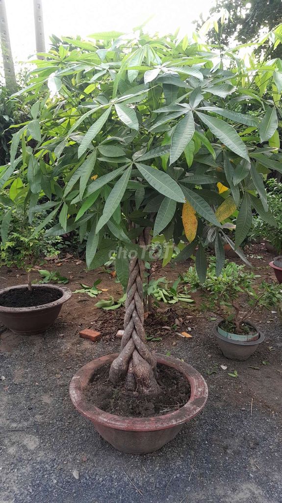 Cây cảnh Kim ngân Khỏe, thuần chậu Gốc 5 cây. Mua bán Cây cảnh, đồ trang trí tại Thành phố Biên Hòa Đồng Nai được đăng bởi hoài tâm hình 1