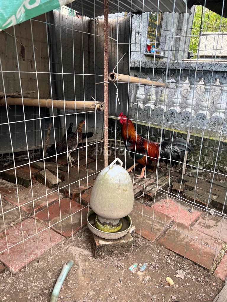 gà thanh lý. Mua bán Gà tại Huyện Bình Tân Vĩnh Long được đăng bởi Huy Nguyen hình 1