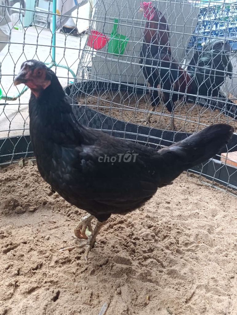 Gà mái giống đen cái. Mua bán Gà tại Thành phố Long Xuyên An Giang được đăng bởi Hunglx hình 1