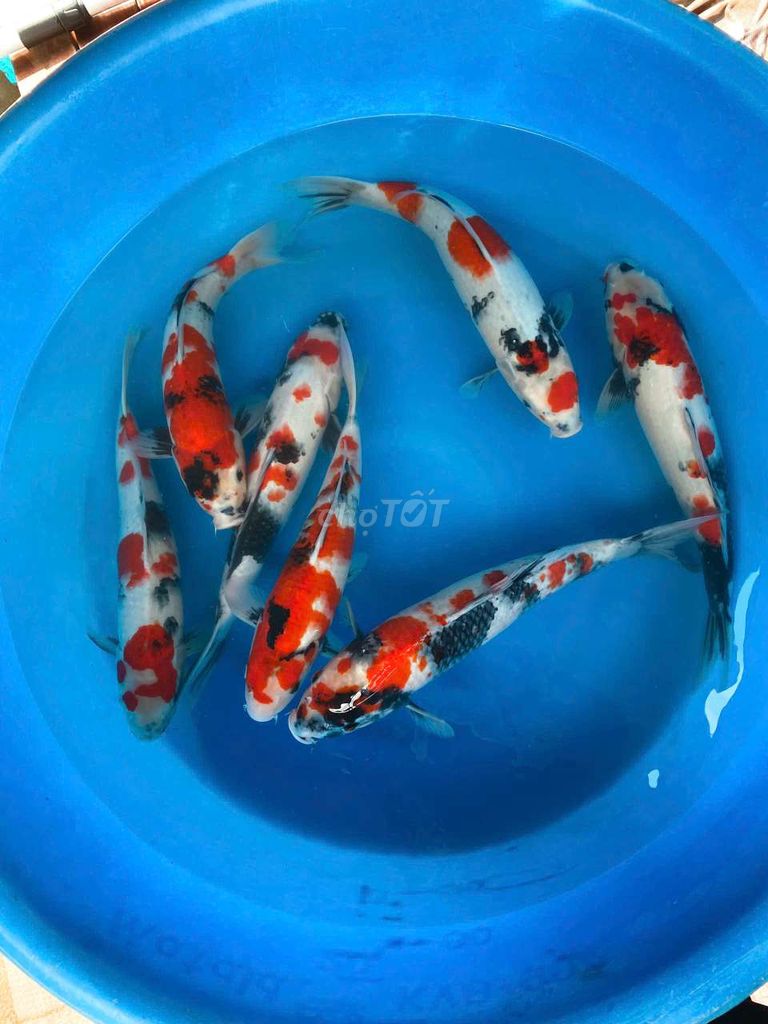 Thanh lý nguyên combo 7 Koi Showa Nhật Bản 35cm