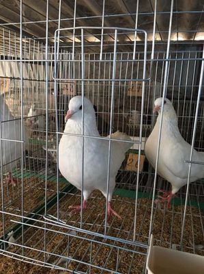 0365590395 - Bán chim bồ câu nhà nuôi, ăn thóc, giống khỏe