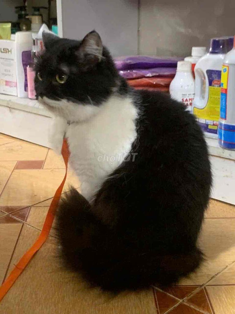TÌM NHÀ MỚI CHO BÉ MỦN. Mua bán Mèo tại Quận Bắc Từ Liêm Hà Nội được đăng bởi TIỂU BĂNG BĂNG  hình 4