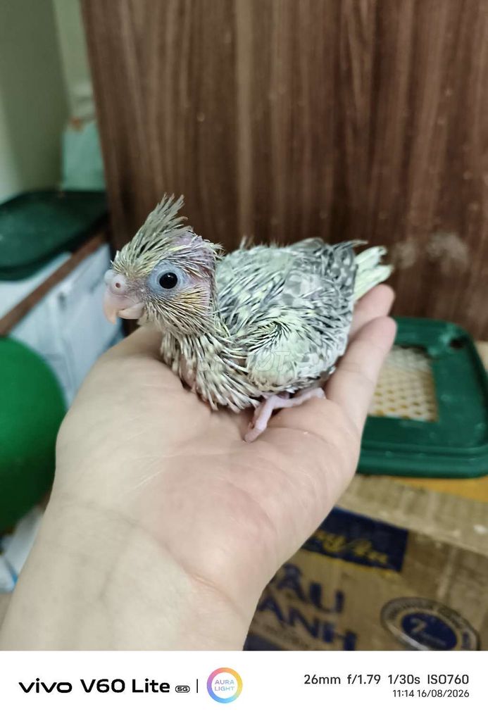 Vẹt Cockatiel Trắng xám thân thiện sức khỏe tốt. Mua bán Chim tại Quận Hai Bà Trưng Hà Nội được đăng bởi Shop chim cảnh hình 1