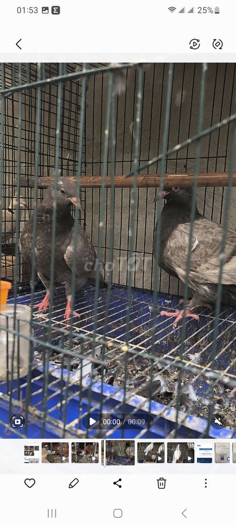 Cặp chim bồ câu Đen xám Gà tơ. Mua bán Chim tại Quận Bình Tân Tp Hồ Chí Minh được đăng bởi A Kiệt hình 1