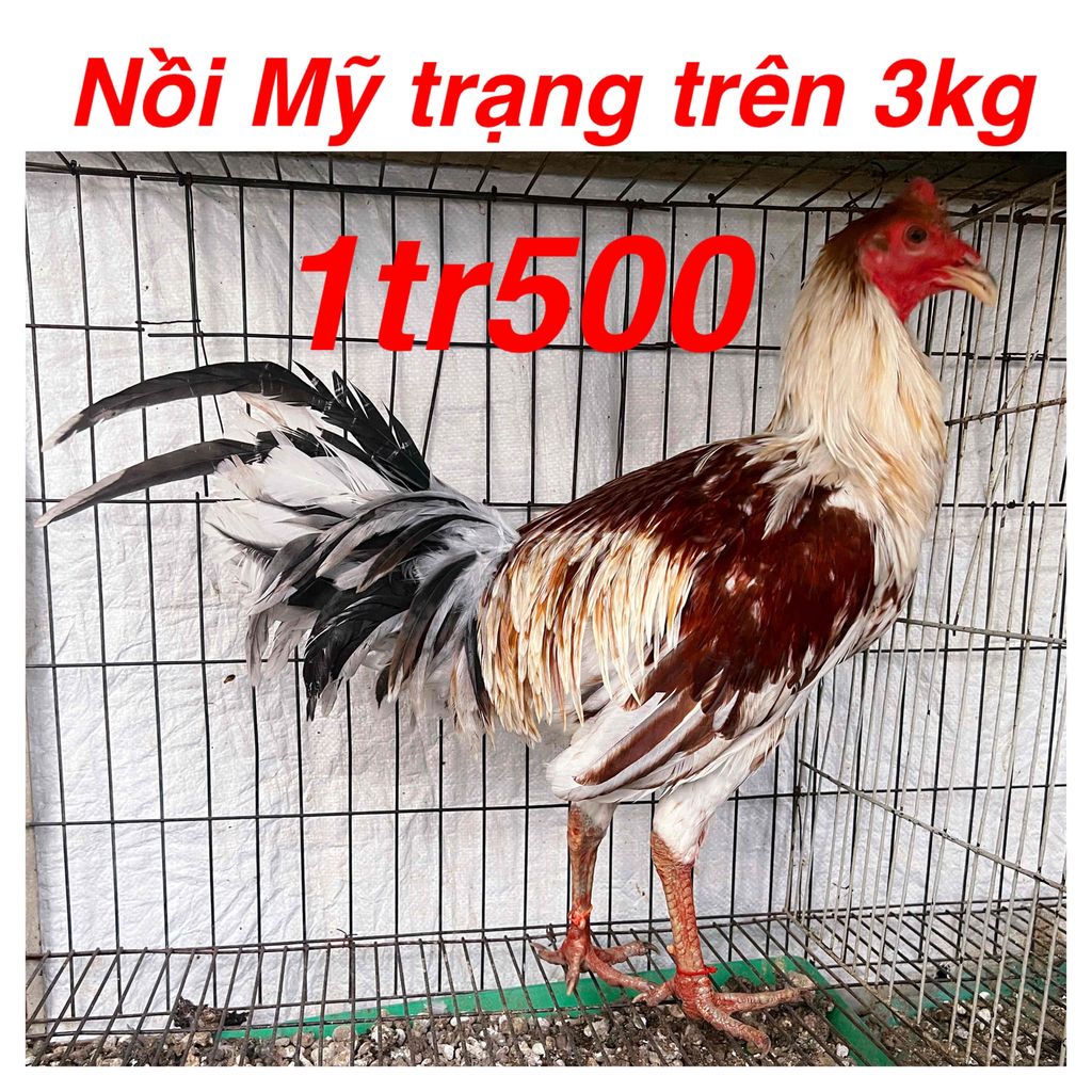 Gà Nồi -gà tre nhiều giống. Mua bán Gà tại Quận 4 Tp Hồ Chí Minh được đăng bởi Gà Tre Và Nồi Các Loại Giống Gà Nhập hình 4