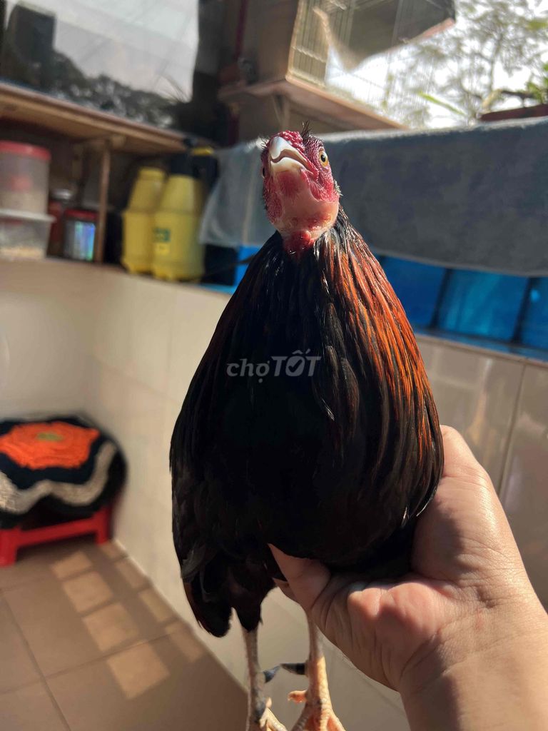 Gà Tre Mỹ Kelso trống khỏe mạnh. Mua bán Gà tại Quận 10 Tp Hồ Chí Minh được đăng bởi hạ vũ hình 1